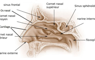 Anatomie du nez