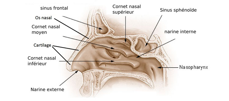 Anatomie du nez